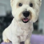 Long-hair, full-service haircut for Jordy the Westie by Hippie Hounds Dog Grooming in Lynnwood, WA.