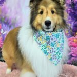Haircuts for long-haired shedders by Hippie Hounds, an expert-owned and operated dog grooming salon in Seattle, featuring Milka the Shetland Sheepdog.