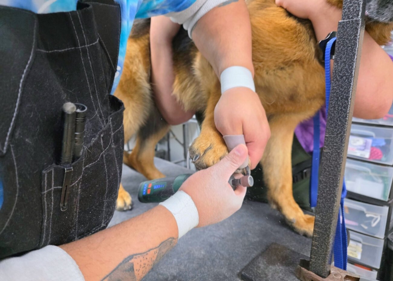After clipping off excess nail length, CFO & Groomer Aaron files this pup's nails with our Dremel tool.