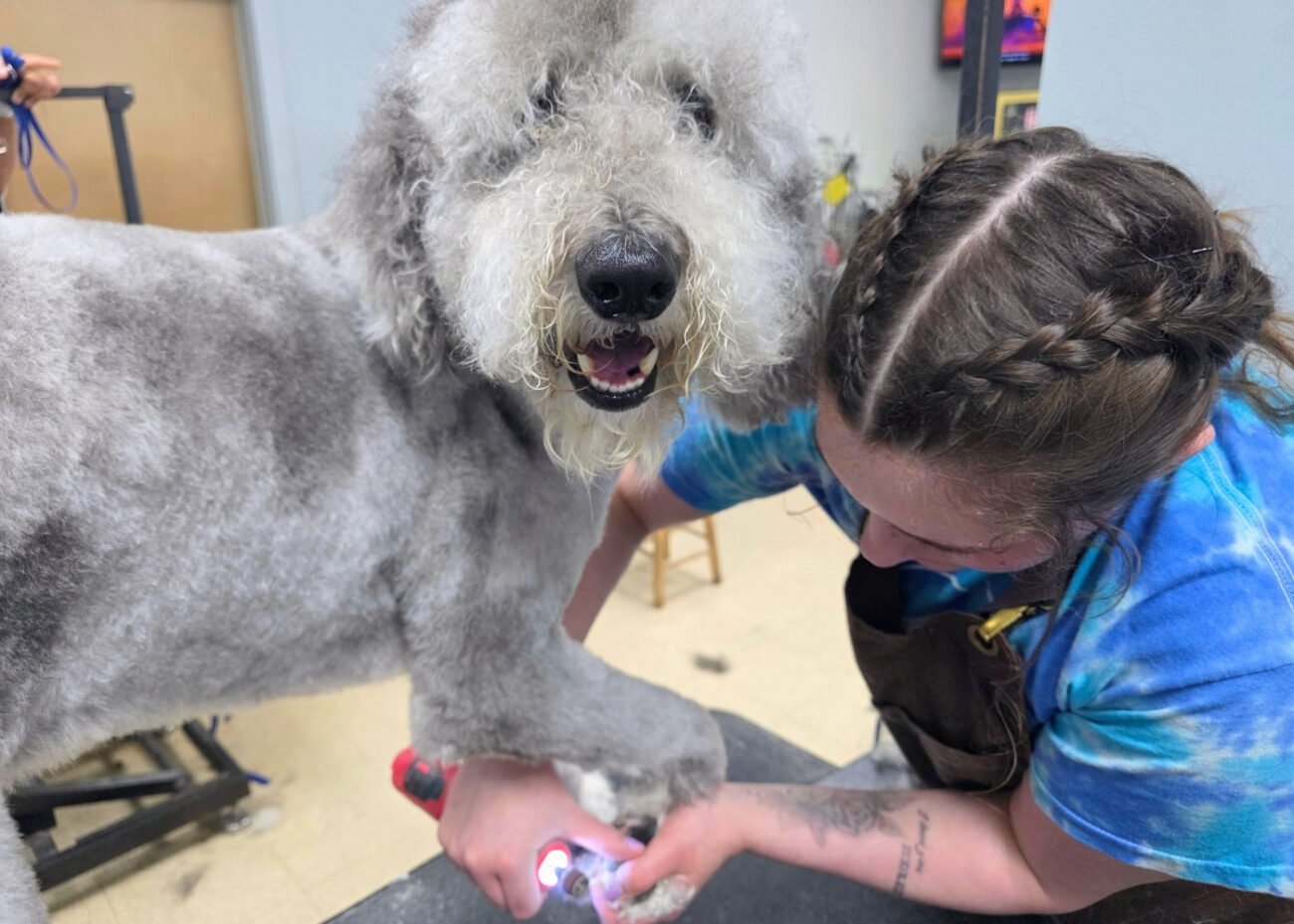 Merry the Doodle happily gets her nails trimmed by Scout at Hippie Hounds in Lynnwood, where we have walk-in dog nail trims.