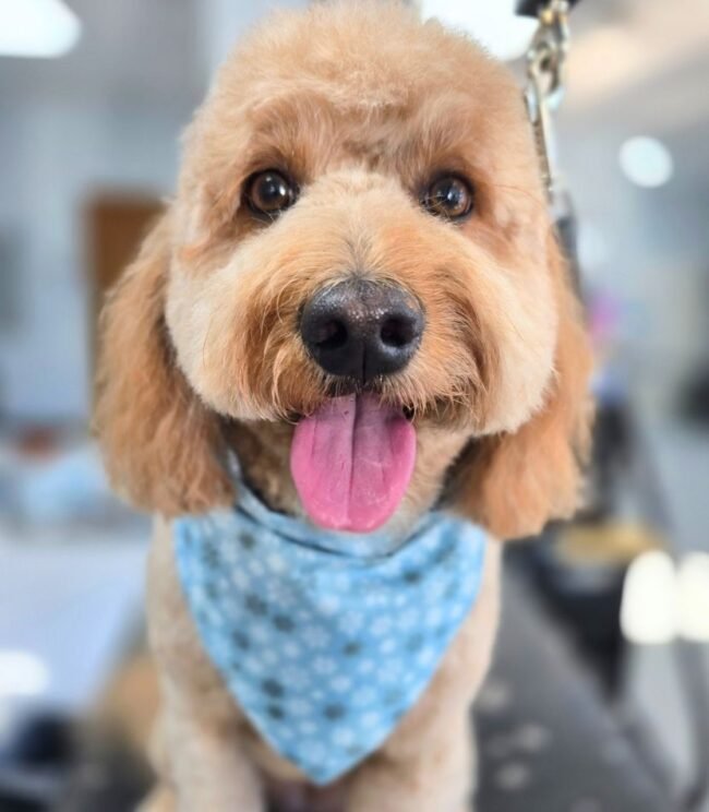Molly the Doodle at Hippie Hounds Grooming
