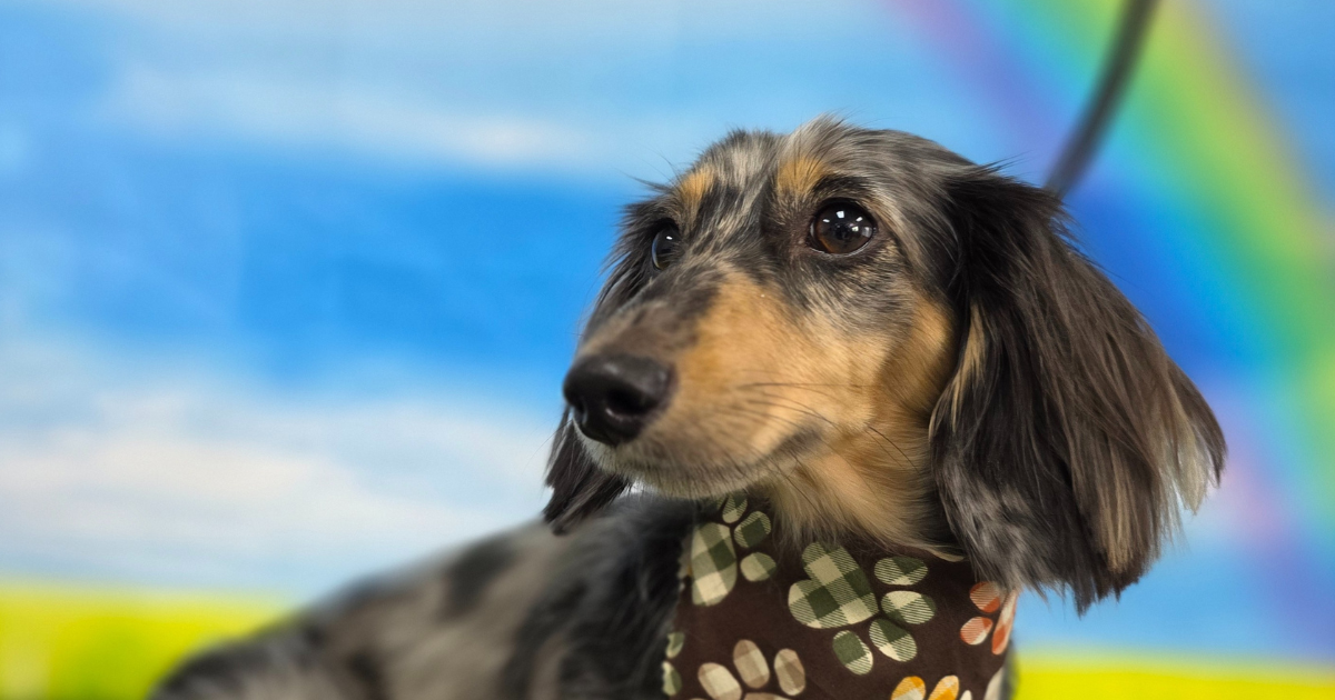 CBD For Dogs, a Blog by Hippie Hounds Dog Grooming in Lynnwood, WA