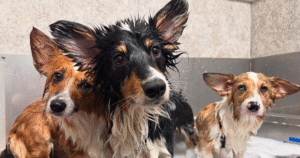 How Often to Groom Your Dog - Your Guide to Your Dog's Grooming & Hygiene Needs by the Experts of Hippie Hounds