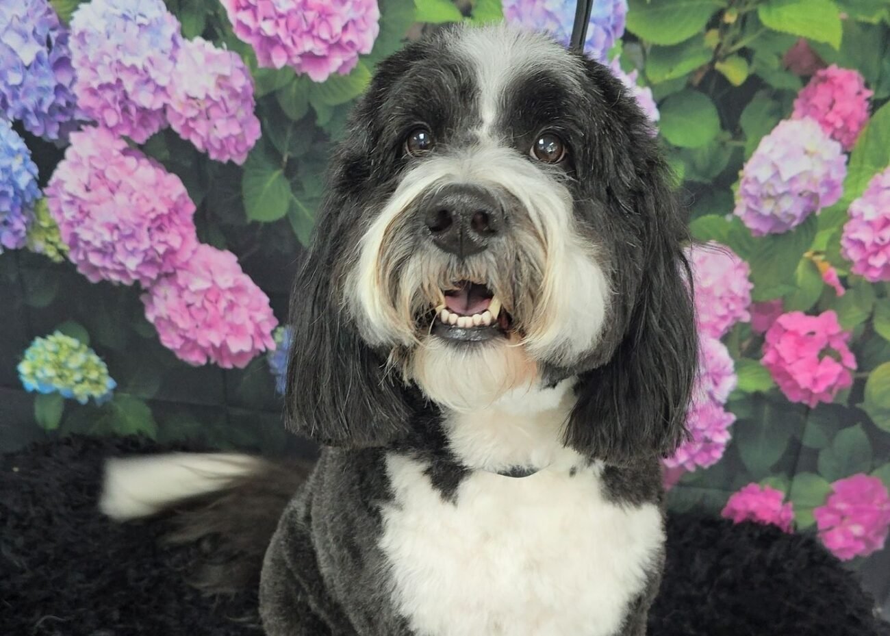 Rocket the Bernadoodle after a Partial Groom at Hippie Hounds Dog Grooming in Edmonds