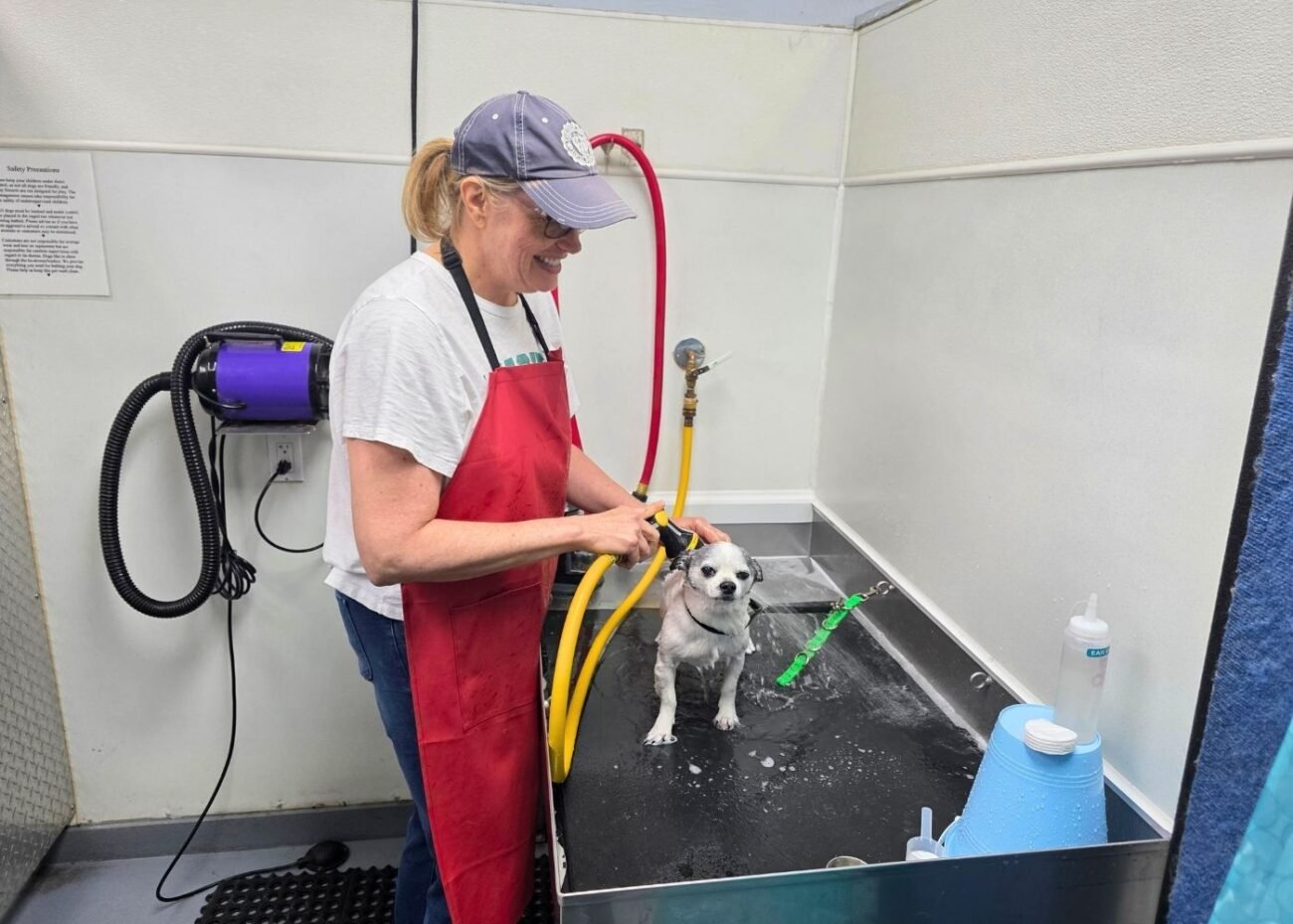 Long-time client Becky uses the self-wash at Hippie Hounds Grooming to give her Chihuahua, Jefe, a bath.