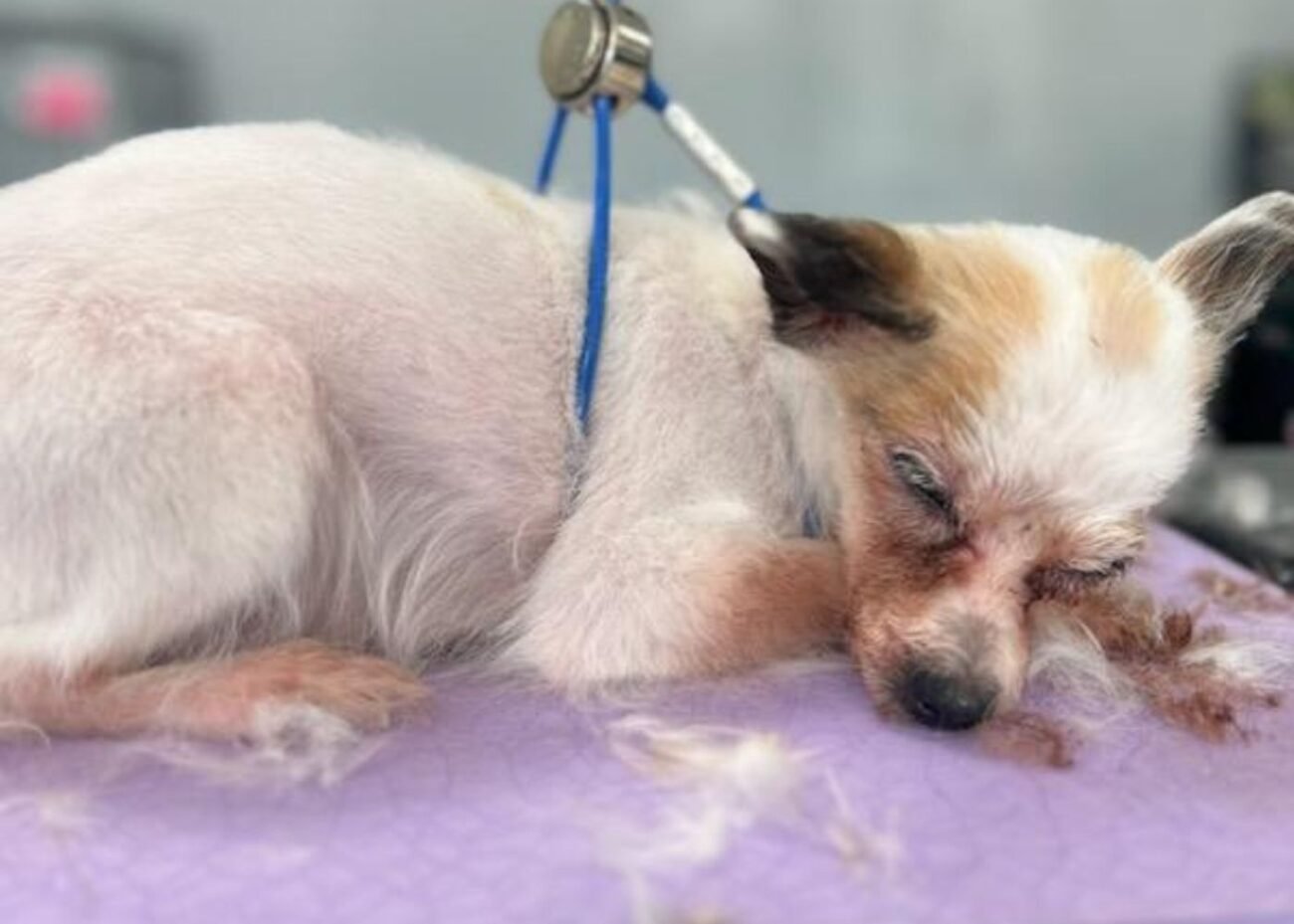 Rosemary, a senior Terrier Mix, needs extra rest throughout her groom, and at Hippie Hounds, we're happy to give it to her.