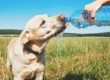 Summer Care Tips for Dogs, a Blog by Hippie Hounds Dog Grooming