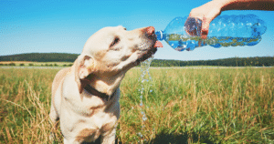 Summer Care Tips for Dogs, a Blog by Hippie Hounds Dog Grooming