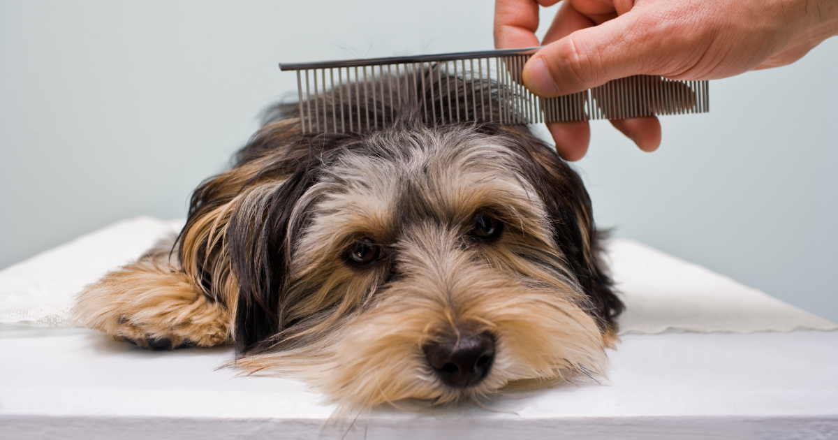 Beware of unsafe dog grooming restraints. Beware of unsafe dog grooming restraints and the safety hazards they can cause.