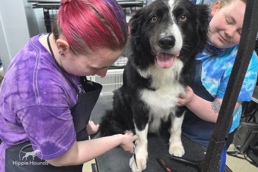 Two groomers at Hippie Hounds gently handling a border collie as they scissor trim his paws.
