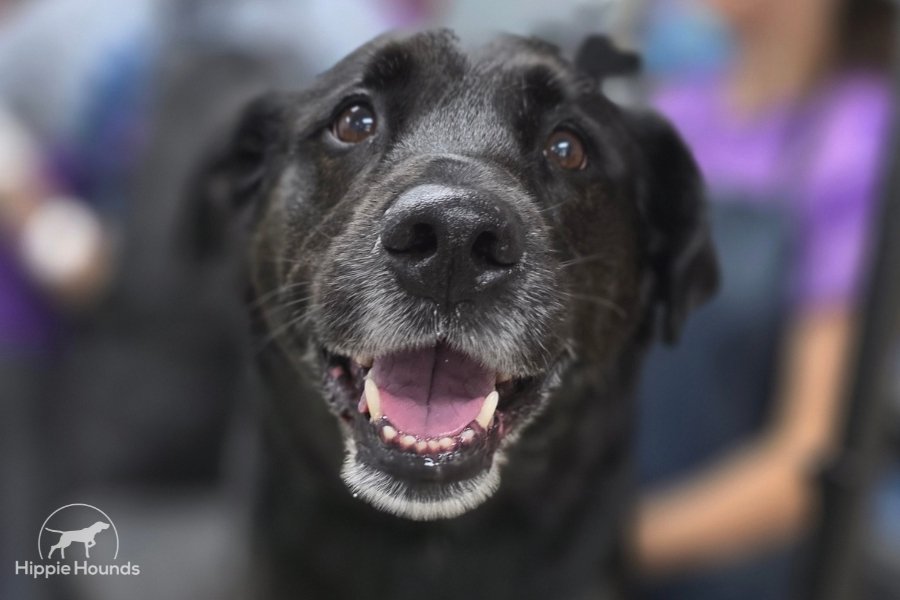 Happy black lab post groom at Hippie Hounds Dog Grooming salon in Lynnwood, Washington.