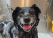 A black dog in a professional dog groomer tub covered in soap and water.