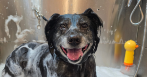 A black dog in a professional dog groomer tub covered in soap and water.