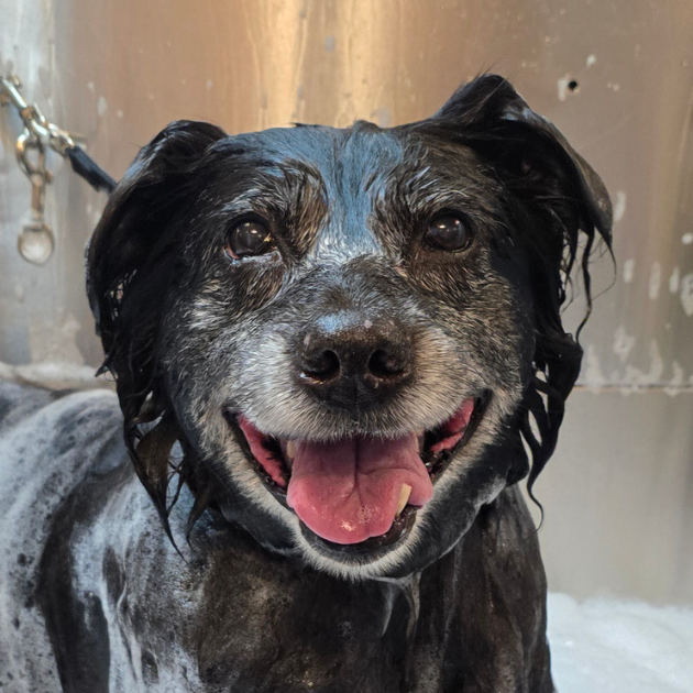 A black dog in a professional dog groomer tub covered in soap and water.