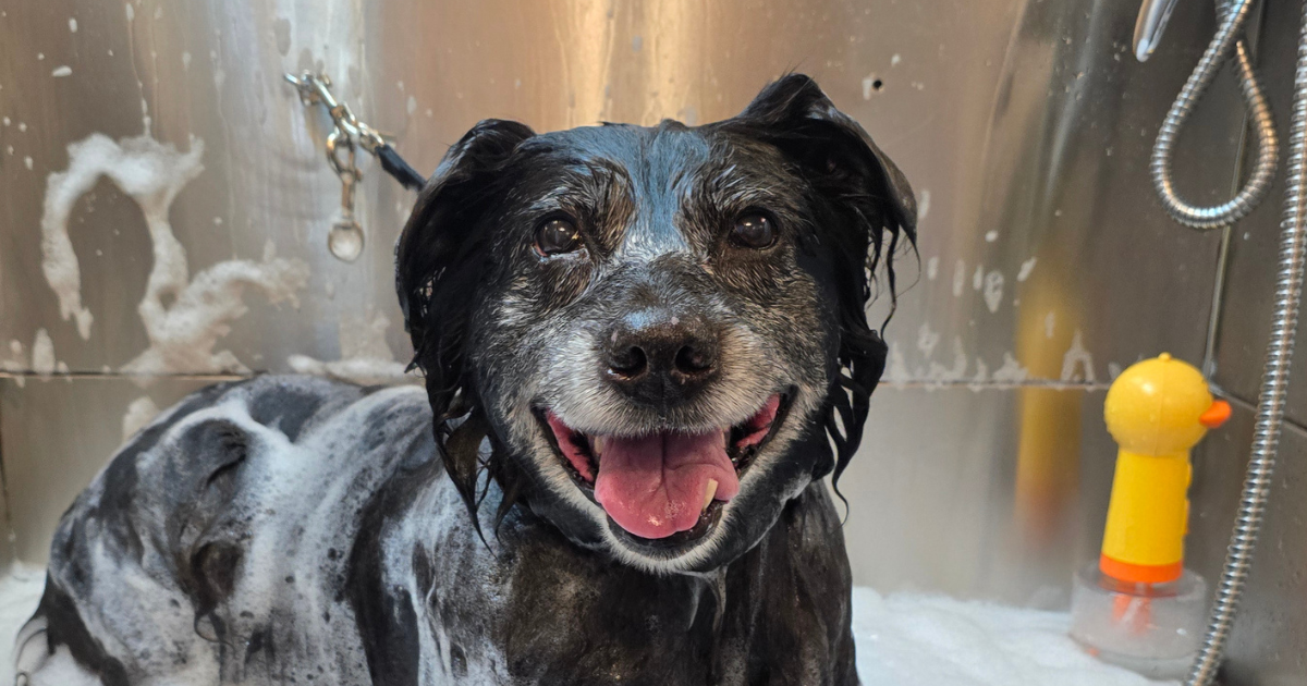 A black dog in a professional dog groomer tub covered in soap and water.